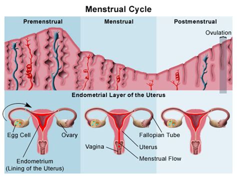 Standard Note: Menstrual cycle and ovulation