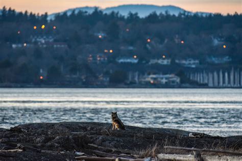 Staqeya, el lobo solitario que salta de isla en isla en la ...