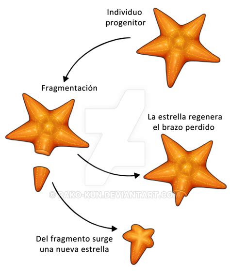 Starfish/Estrella de Mar  Reproduccion  by Pako kun on ...
