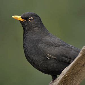 starlings with yellow beak, orange feet | Blackbird ...