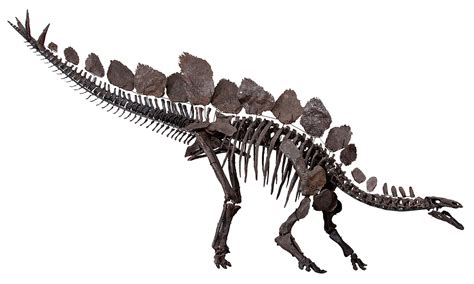 Stegosaurus   Wikipedia