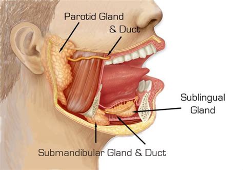 Stensen’s Duct, also known as the parotid duct, is the ...