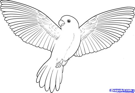 Step 13. How to Draw a Flying Bird