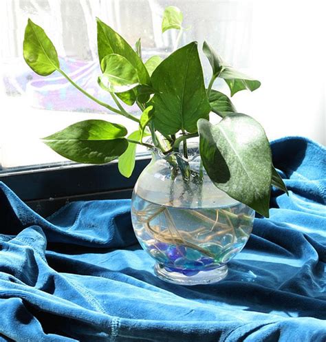 Still Life   Pothos Plant in Glass Vase | Flickr   Photo ...