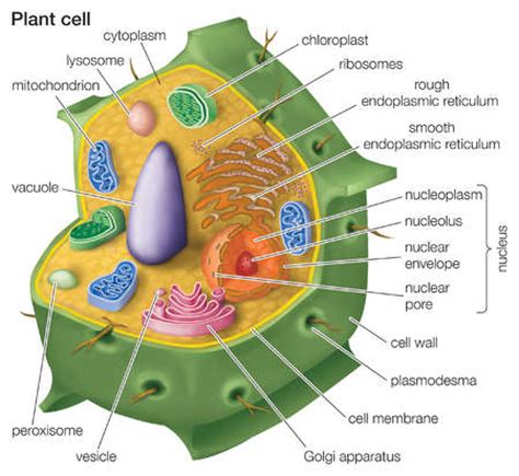 Stock Illustration   Cutaway drawing of a eukaryotic plant ...