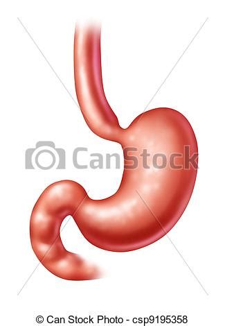 Stock Illustration of Human Stomach and medical healthcare ...