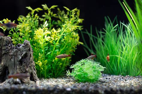 Stocking Your Aquarium Evenly With the Right Fish
