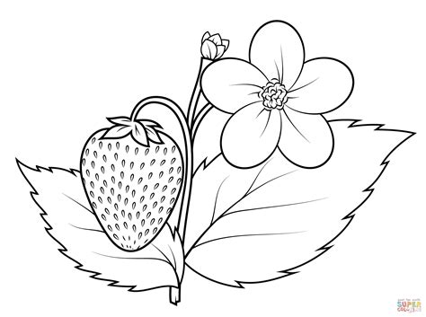 Strawberry Plant coloring page | Free Printable Coloring Pages