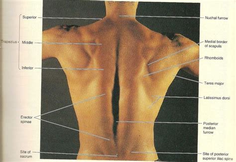 Strength Exercise for Back Muscles Picture: Surface ...