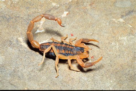 Striped Bark Scorpion Striped Scorpion | MDC Discover Nature