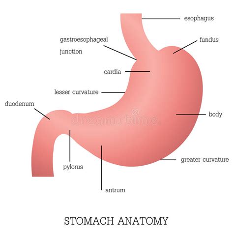 Structure And Function Of Stomach Anatomy System. Stock ...