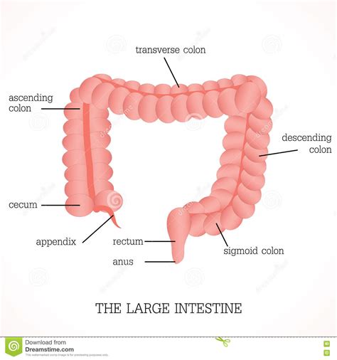 Structure And Function Of The Large Intestine Anatomy ...