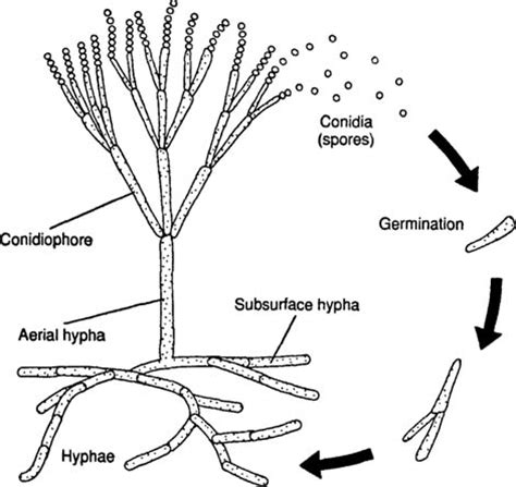 Structure and Physiology of Fungi