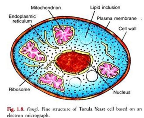 Structure of Fungal Cell  With Diagram  | Fungi
