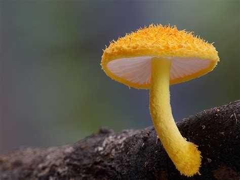 Stunning Beautiful Mushrooms and Fungi Photos By ...