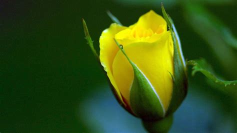 Stunning Yellow Roses Natural Beauty Images   HD Wallpapers