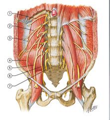 Subcostal nerve