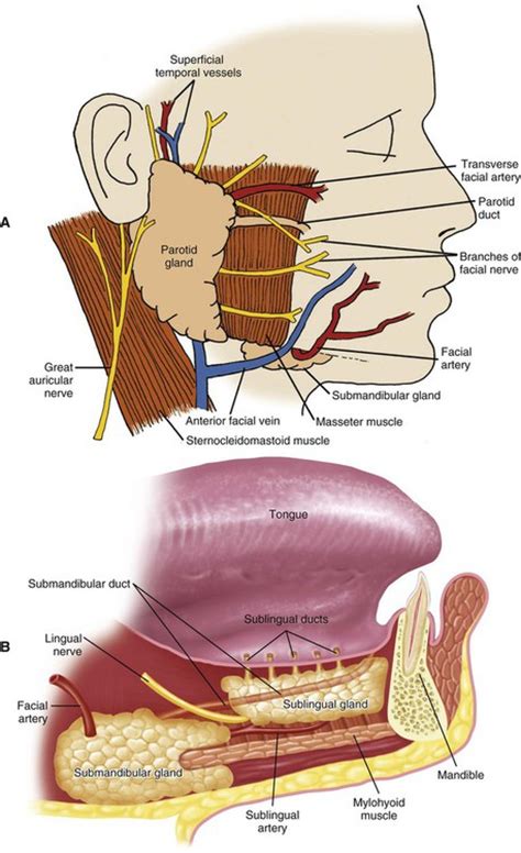 Sublingual Gland Anatomy | www.pixshark.com   Images ...