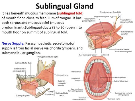 Sublingual Gland | www.pixshark.com   Images Galleries ...