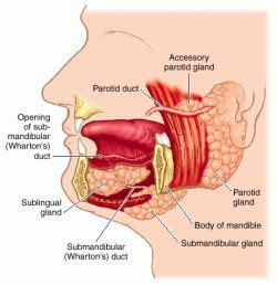 Submandibular gland. Causes, symptoms, treatment ...
