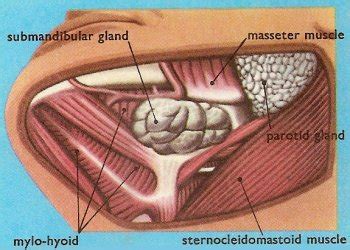 Submandibular gland. Causes, symptoms, treatment ...
