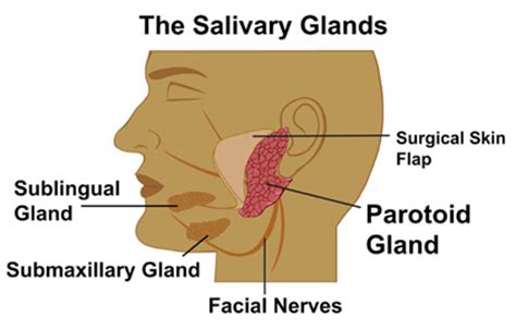 Submandibular Gland Function