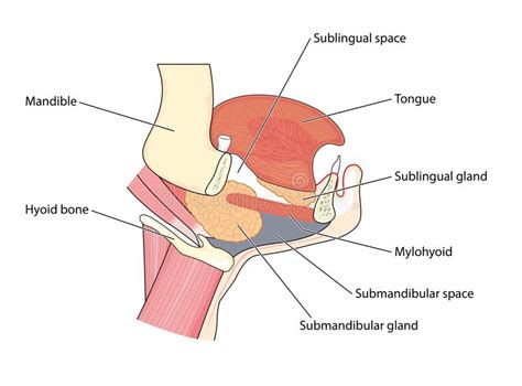 Submandibular gland stock vector. Illustration of medical ...
