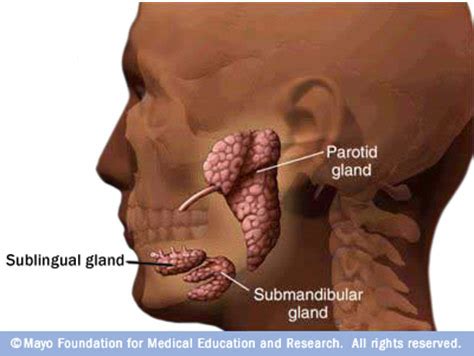 Submandibular gland; Submaxillary Gland
