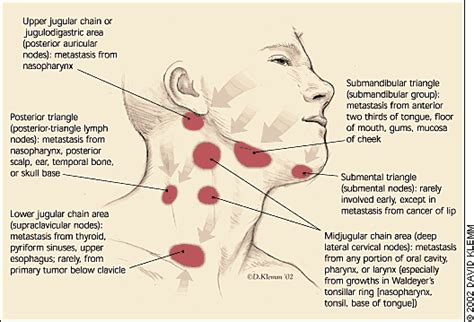 submandibular glands | body/health | Pinterest