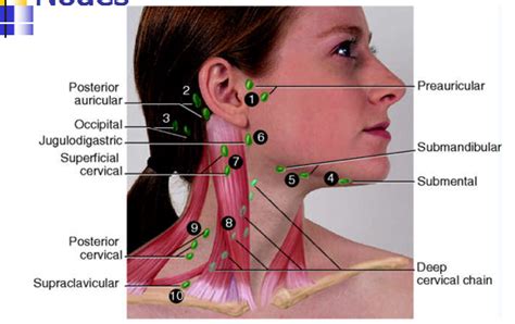 Submandibular Lymph Node Location, Submandibular, Get Free ...