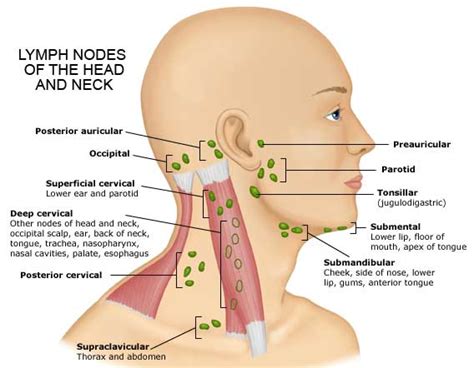 submandibular lymph nodes   Google Search | A NBDE PART 1 ...