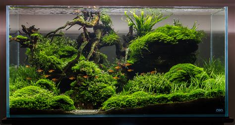 Substrate Less Planted Tank | APSA