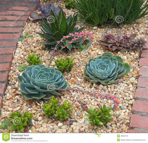 Succulent plants garden stock image. Image of plant ...