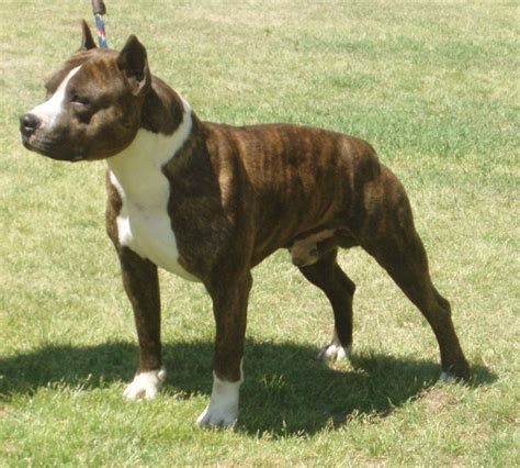 Such Good Dogs: Breed of the Month  American Staffordshire ...