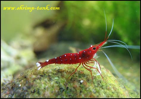 Sulawesi cardinal | Fancy shrimp | Pinterest | The o jays ...