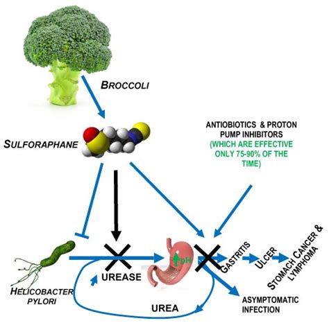 Sulforaphane is a Bacteriocide for Helicobacter Pylori ...
