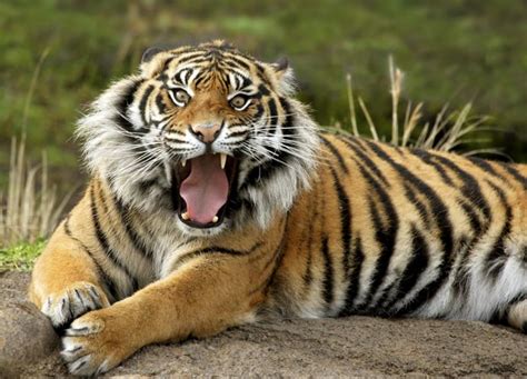 Sumatran Tiger | Hispanic Voice