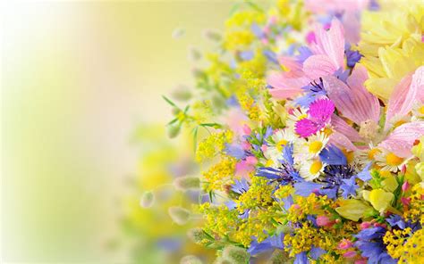 Summer Flowers | Flowers   Kwiaty | Pinterest | Flower ...