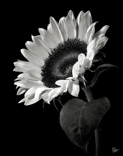 Sunflower In Black And White Photograph by Endre Balogh