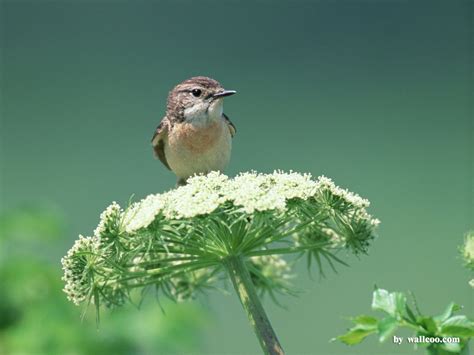 Super Cool Images: Spring Birds Wallpapers