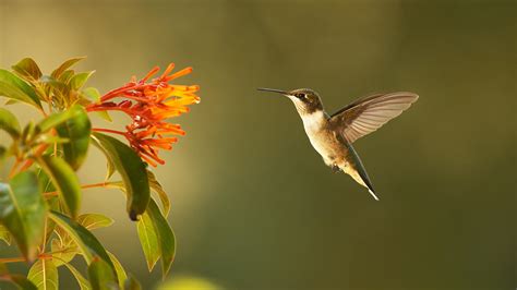 Super Hummingbirds | Nature | PBS