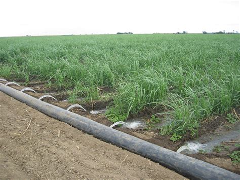 Surface irrigation   Wikipedia