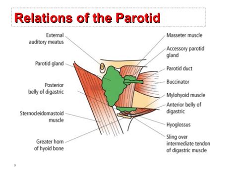 Surgical anatomy of salivary glands