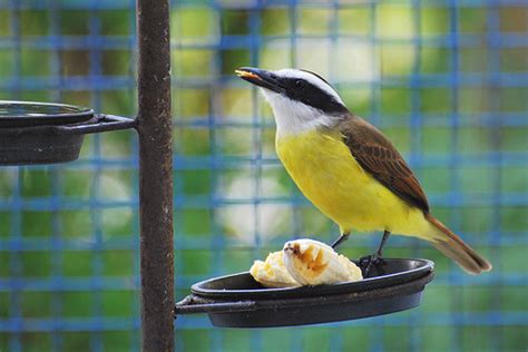 Surucuá e Tristezas do Jeca, vai vendo: Aves urbanas de ...