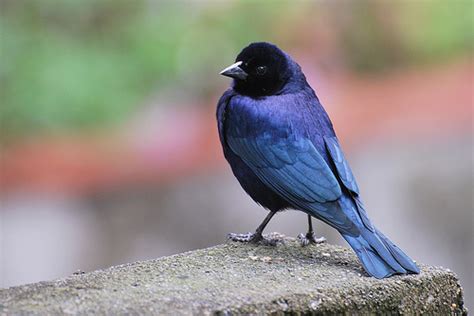 Surucuá e Tristezas do Jeca, vai vendo: Aves urbanas de ...