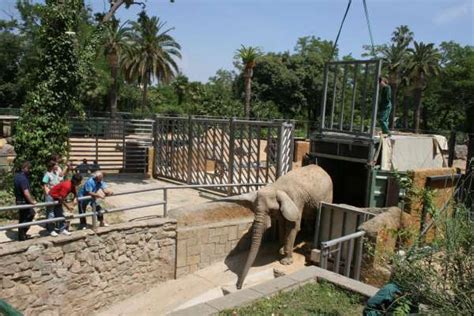 Susi, la única elefanta del zoo de Barcelona, ya tiene una ...