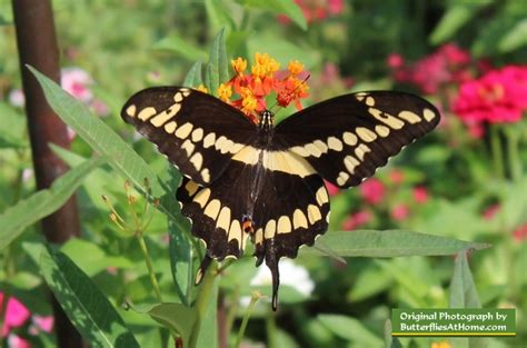 Swallowtail Butterfly Comparison   Is it a Black ...
