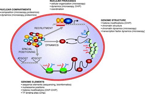 Systems biology in the cell nucleus | Journal of Cell Science