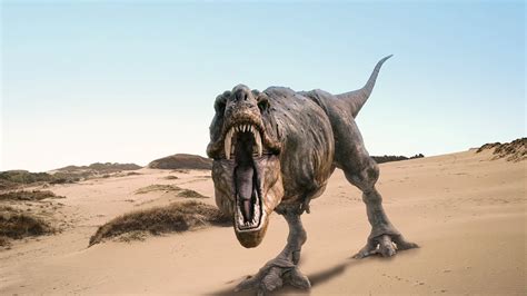 T Rex Wallpapers | Fun Animals Wiki, Videos, Pictures, Stories