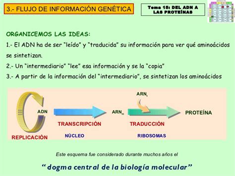 T15   Del ADN a las proteínas